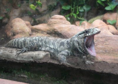 Argentine Black and White Tegu at the Jerusalem Zoo