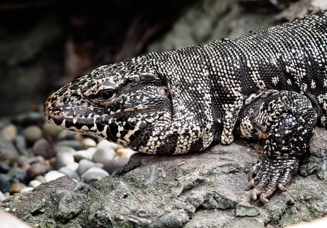 Argentine Black And White Tegu Facts | CRITTERFACTS