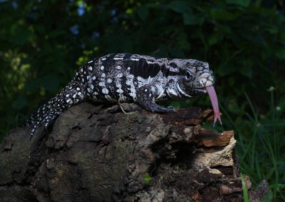 Argentine Black and White Tegu stick their tongues out