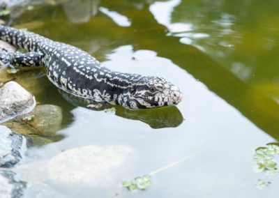 Argentine black and white tegu in water