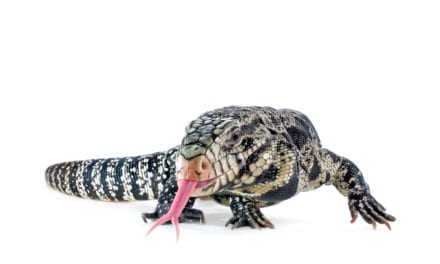 Argentine Black and White Tegu