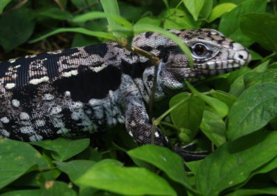 Close up Argentine black and white tegu (Salvator merianae) in leaves
