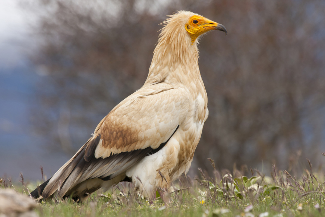 Egyptian Vulture Facts CRITTERFACTS