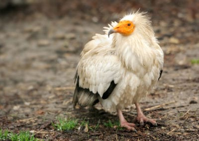 Fluffed out Egyptian Vulture