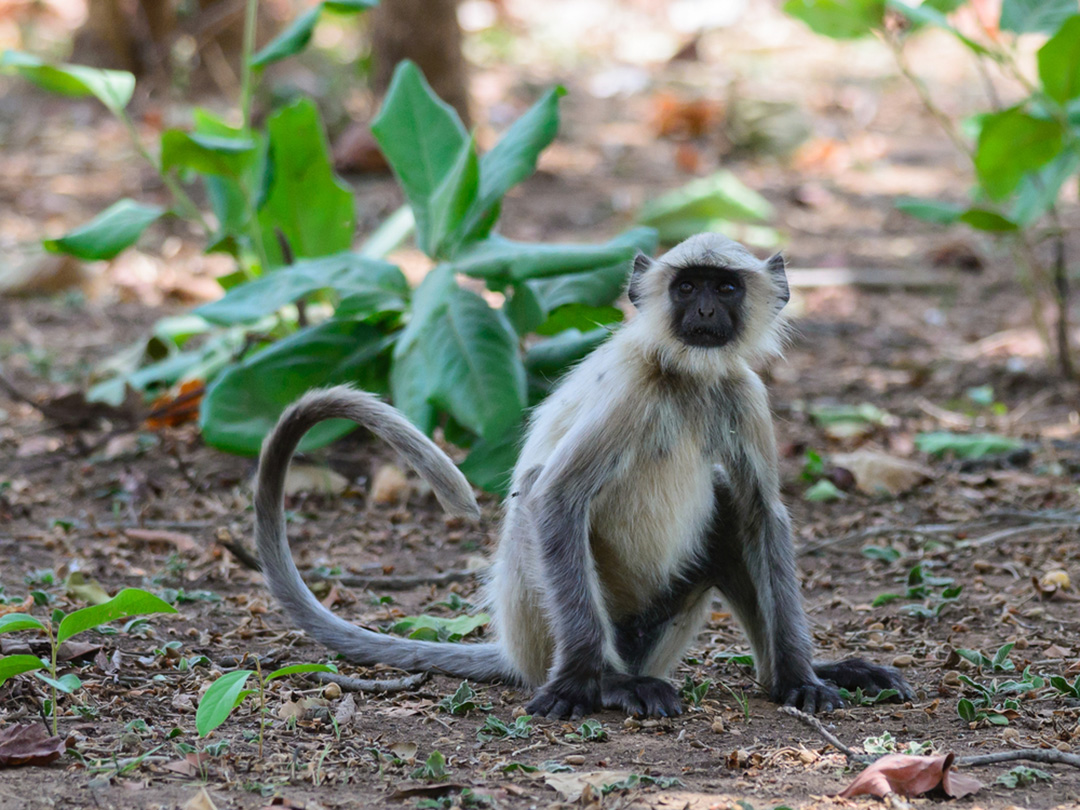 Gray Langur Facts Critterfacts