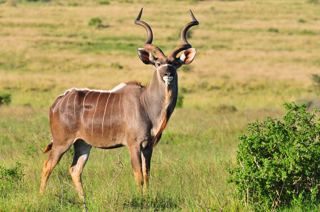 Greater Kudu Facts - CRITTERFACTS