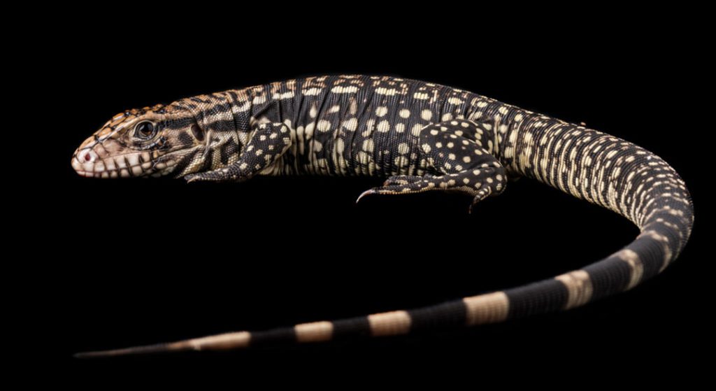 Argentine Black And White Tegu Facts | CRITTERFACTS