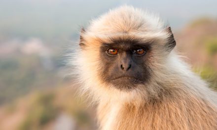 Gray Langur