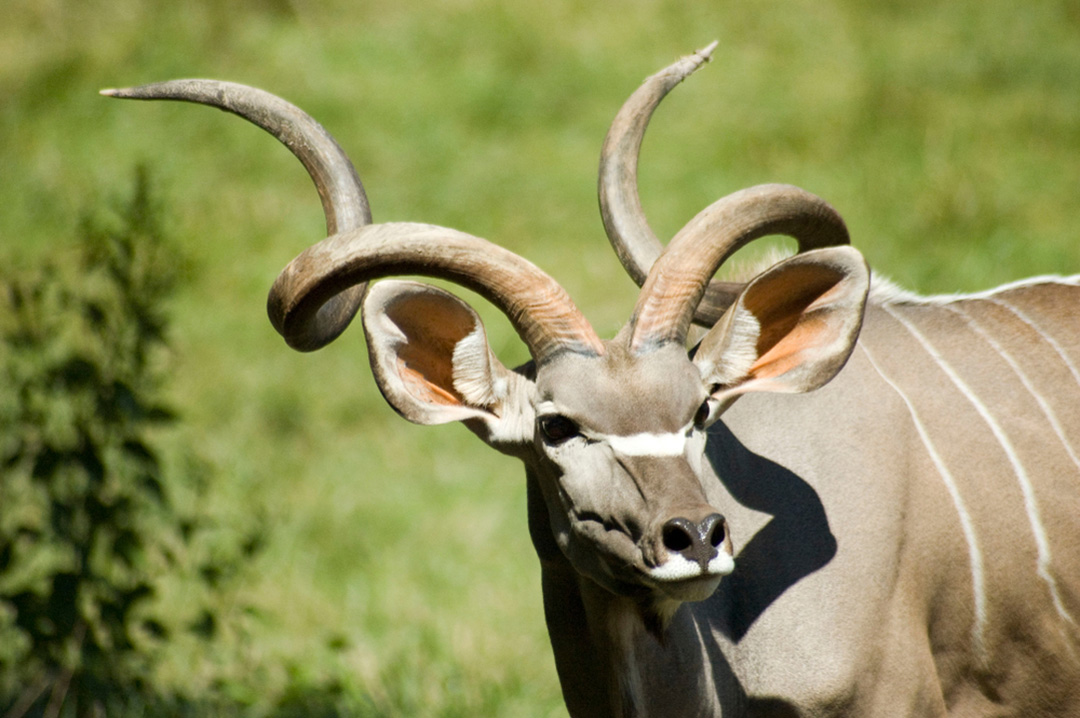 Greater Kudu | CRITTERFACTS