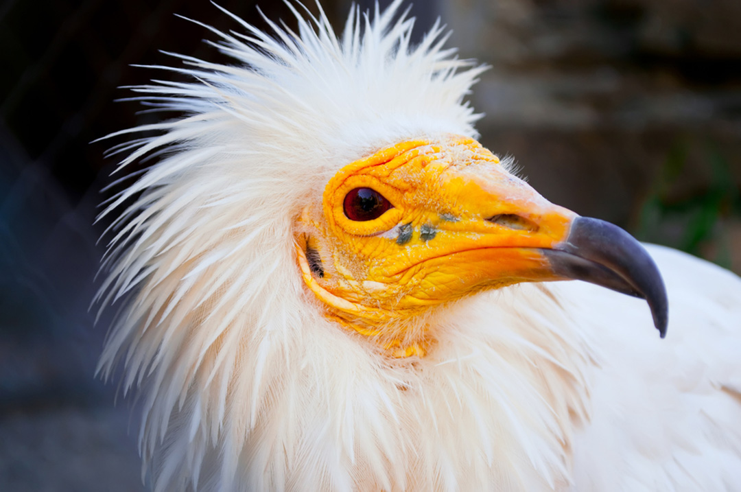 Egyptian Vulture | CRITTERFACTS