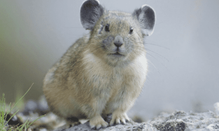 American Pika