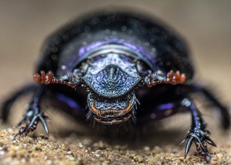 Dung Beetle Facts - CRITTERFACTS