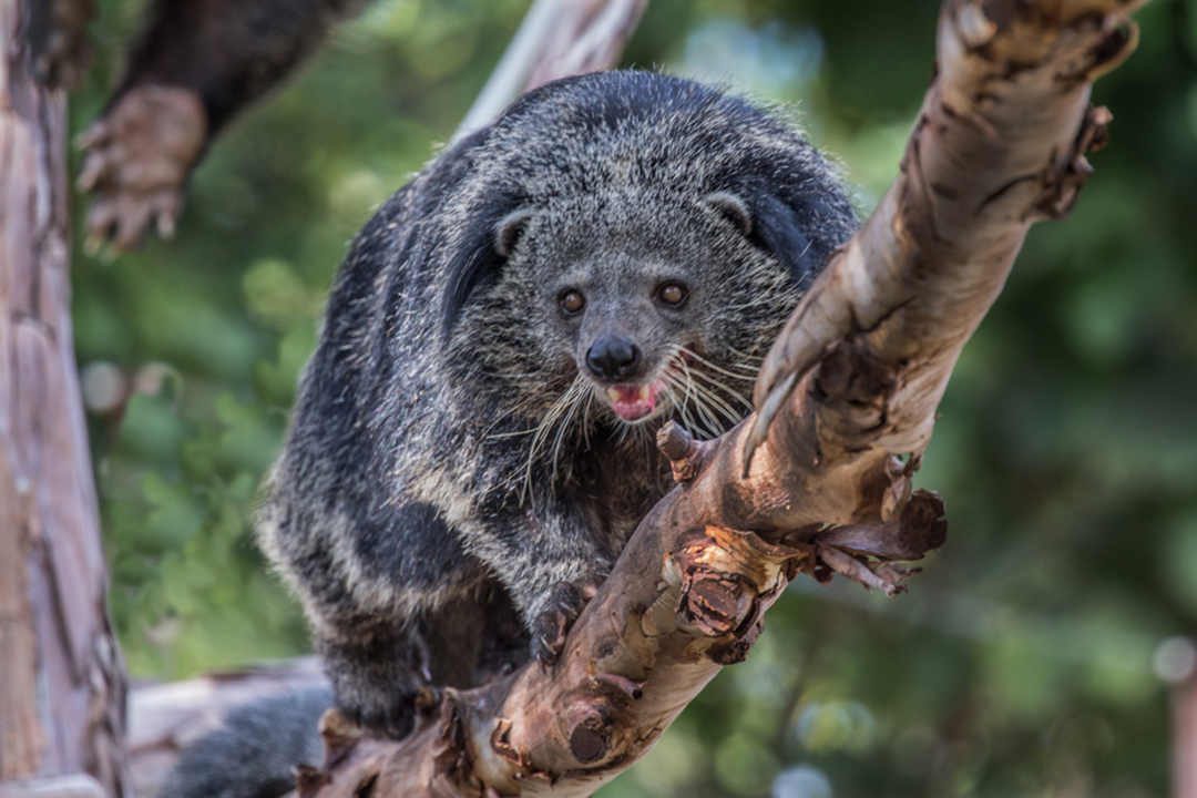 Binturong - CRITTERFACTS