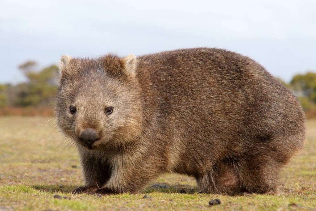 wombat webkinz