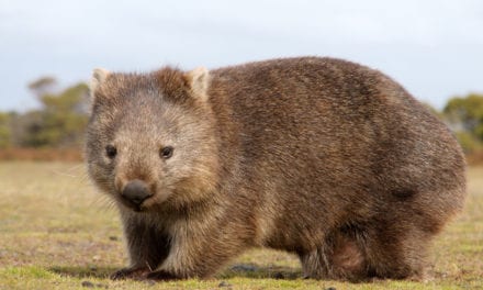 Wombat