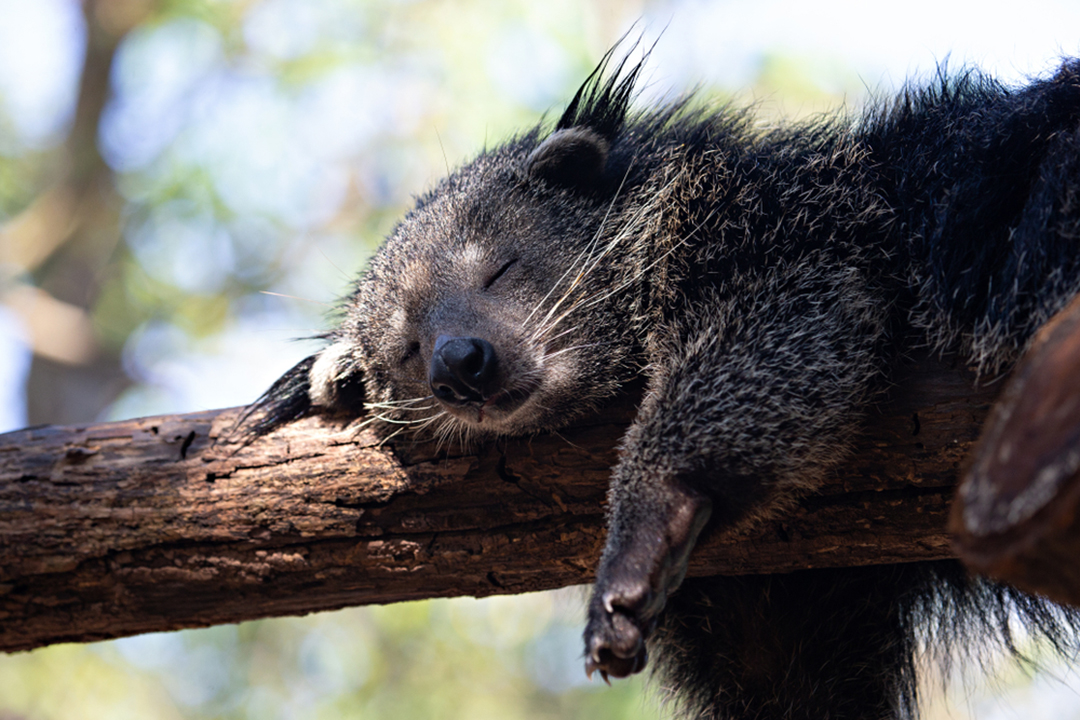 Binturong - CRITTERFACTS