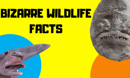 10 Bizarre Wildlife Facts You Need To Know