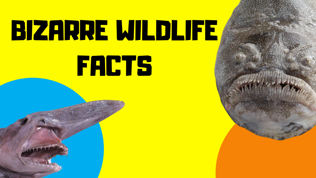 10 Bizarre Wildlife Facts You Need To Know