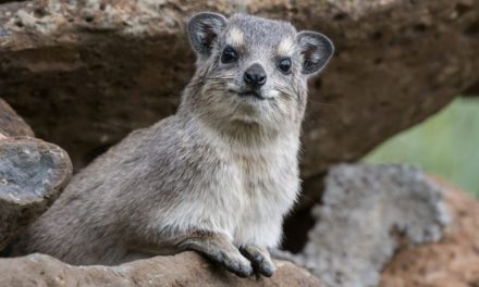 Rock Hyrax