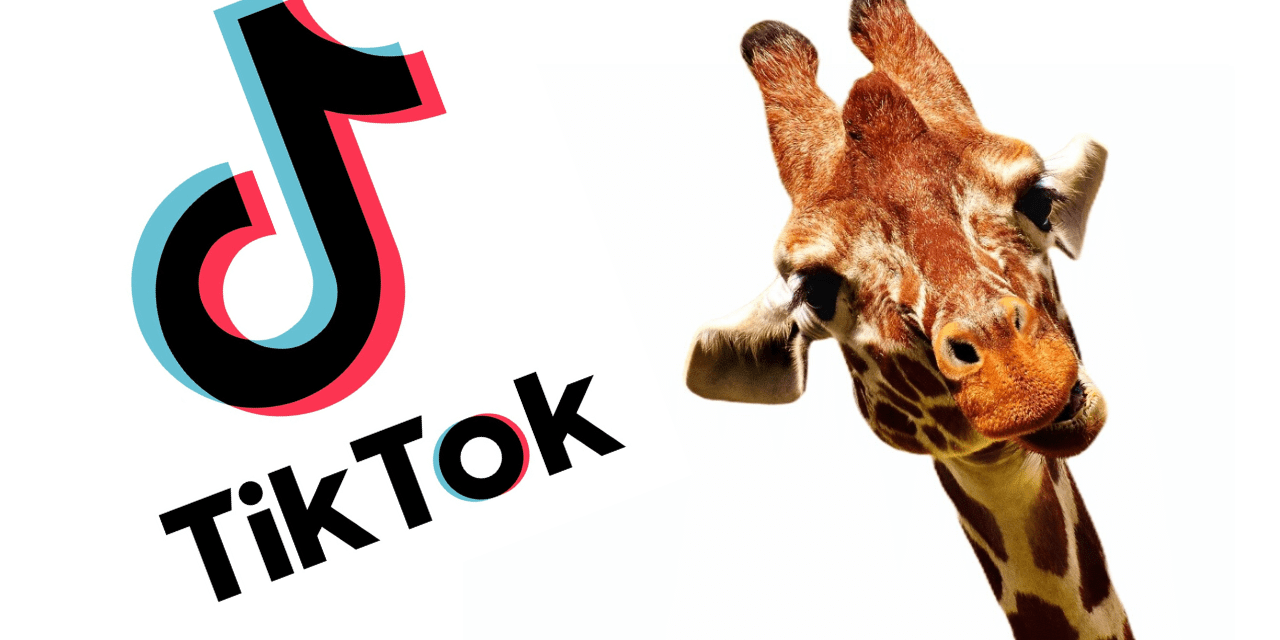 TikTok Wildlife Compilation Video #1
