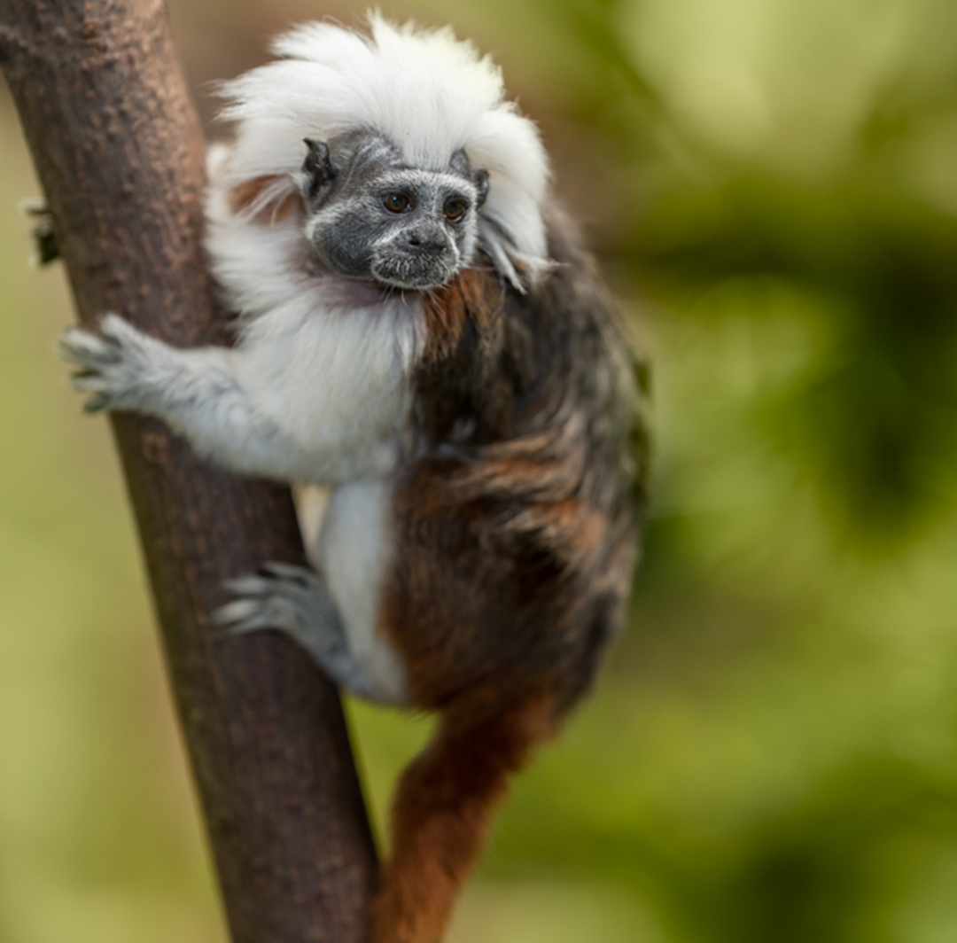 cotton top tamarin stuffed animal