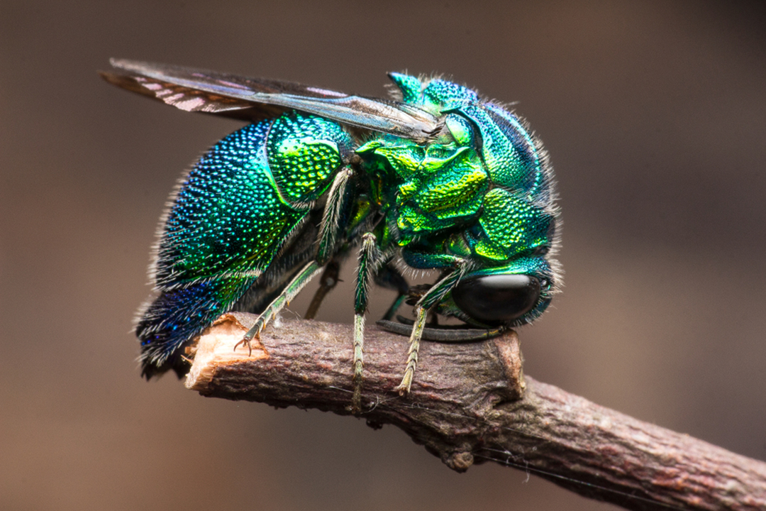 Cuckoo Wasp | CRITTERFACTS