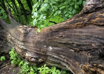 A fallen tree is rotting in the middle of the forest
