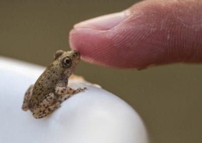 A man touching nose of young midwife toad