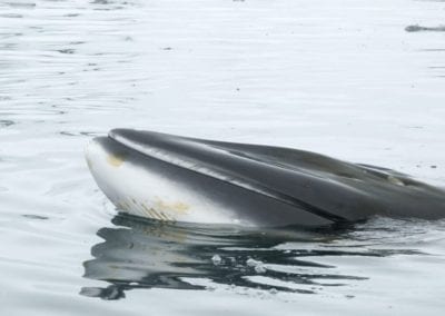 A minke whale in Antarctic Peninsula