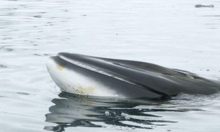 Antarctic Minke Whale