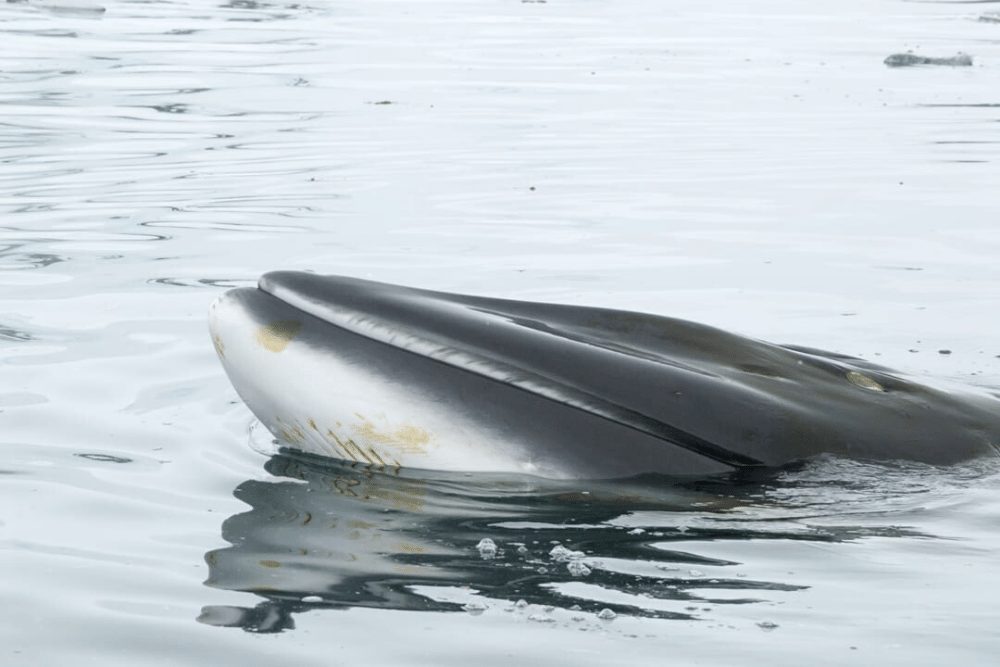 Antarctic Minke Whale Facts - CRITTERFACTS