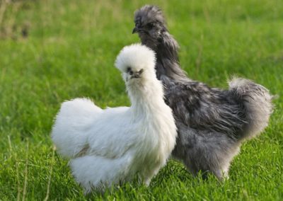 A pair of silkie chicken