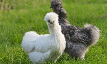 Silkie Chicken