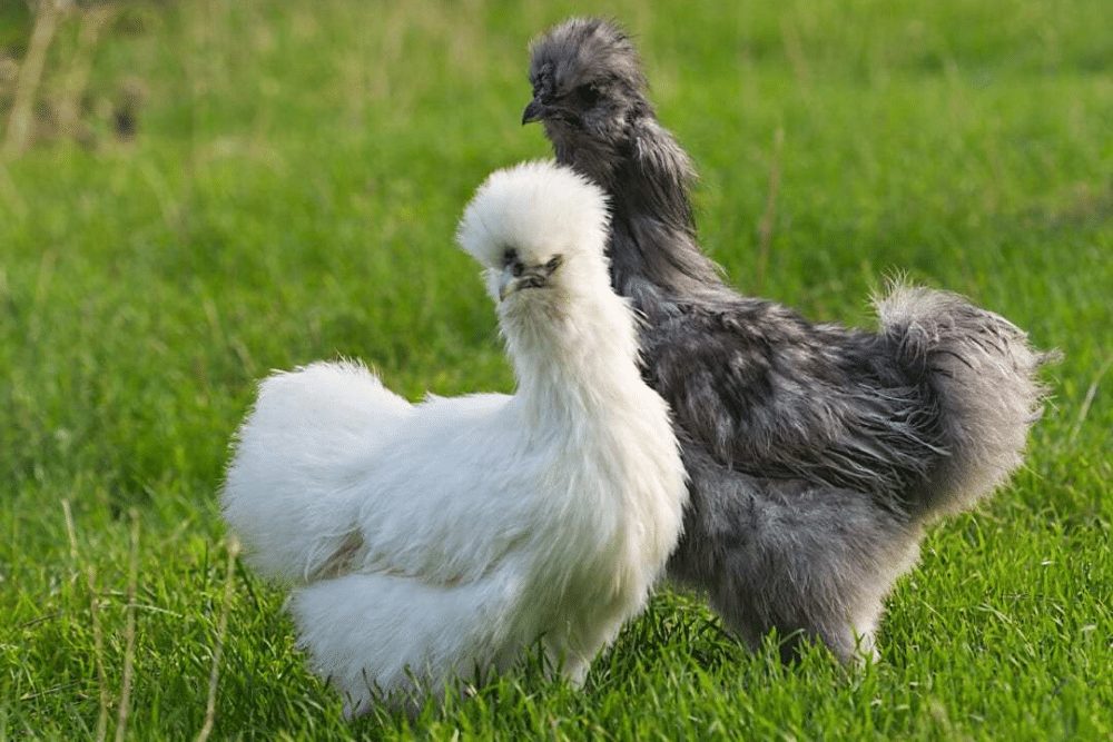 Silkie Chicken Facts | CRITTERFACTS