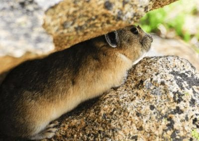 A pika hiding between two big rocks