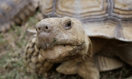 Sulcata Tortoise