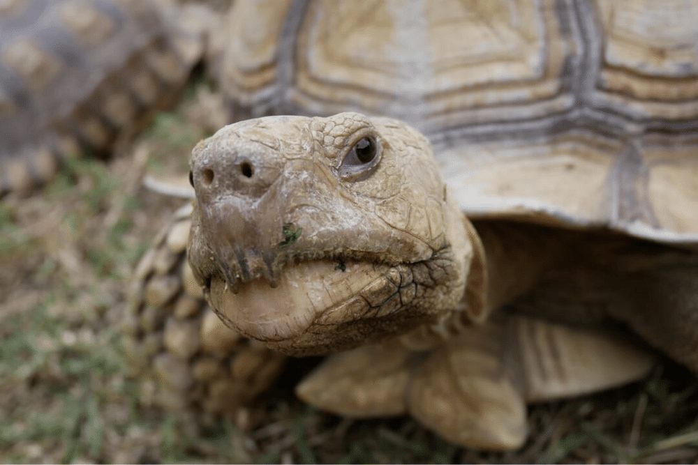 Sulcata Tortoise Facts - CRITTERFACTS