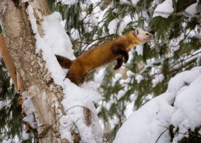 American Marten jumps from a branch to another in the snow in Ontario, Canada