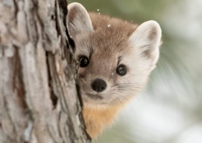 American Marten peeks out from behind a tree in Algonquin Park, Canada