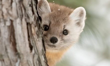 American Marten