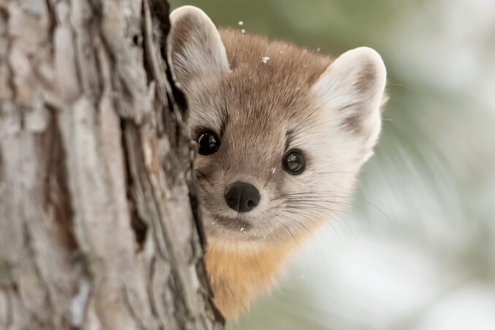 American Marten Facts - CRITTERFACTS