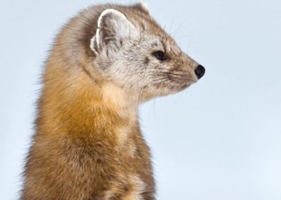 American Marten profile