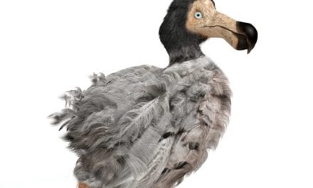 Dodo