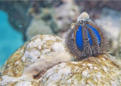An isolated blue sea urchin while climbing on a rock