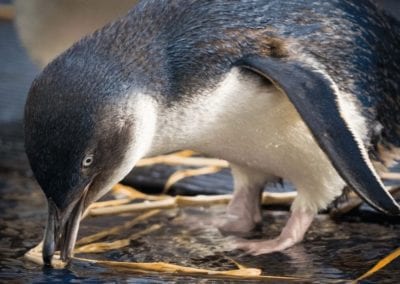 Australian Little Penguin picking at sea weed