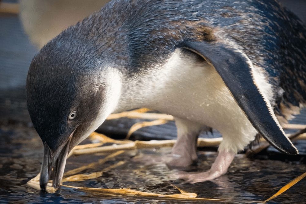 Little Blue Penguin Facts Critterfacts