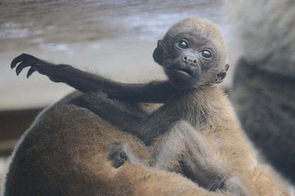 woolly monkey toy