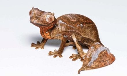 Satanic Leaf-Tailed Gecko