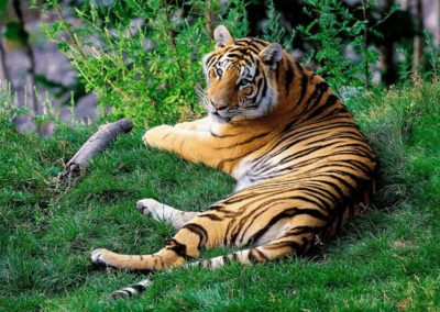 Bengal Tiger laying in grass