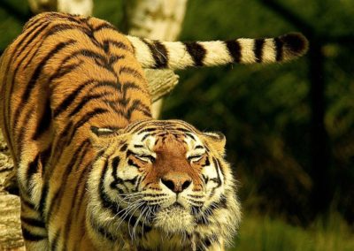 Bengal Tiger stretching